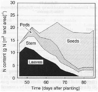 8. Nutrient Partitioning Xylem & phloem transport coordinated & interactive storage of K + in leaves important for translocation of sugars as fruits sizing Large amount of Ca ++ must be translocated