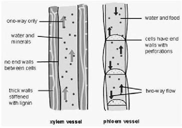 2. Driving force The xylem transport is driven by the gradient in hydrostatic pressure (root pressure) and the gradient in the water potential Them flow of water and nutrients in the xylem resulting