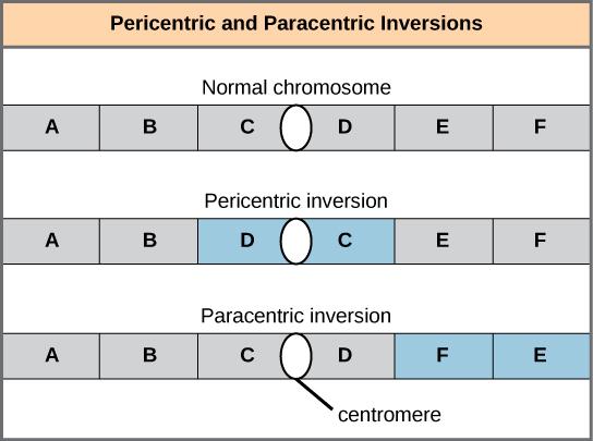 CHAPTER 13 MODERN UNDERSTANDINGS OF INHERITANCE 373 Chromosome Inversions A chromosome inversion is the detachment, 180 rotation, and reinsertion of part of a chromosome.