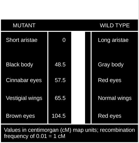 Recombination of the body color and red/cinnabar eye alleles will occur more frequently than recombination of the alleles for wing length and aristae length. b. Recombination of the body color and aristae length alleles will occur more frequently than recombination of red/brown eye alleles and the aristae length alleles.