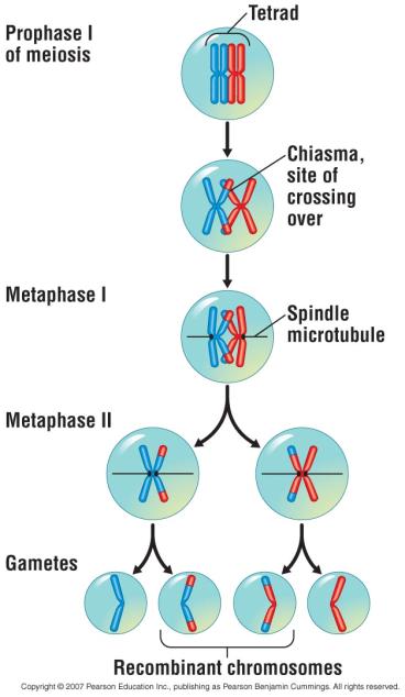 Crossing Over In crossing over, Homologous chromosomes exchange genetic information. Genetic recombination occurs.