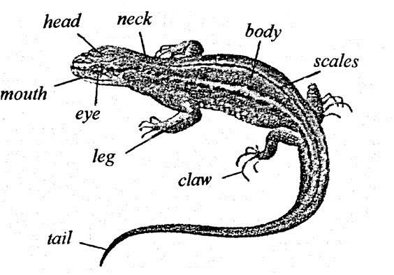 Some animals eat plants and some eat other animals. The diagrams below show a few common kinds of animals with the names of some important parts.