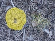 Plant World Slime Molds Slime molds are blobs of protoplasm with no