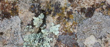 interesting Lichens: a special case What is a