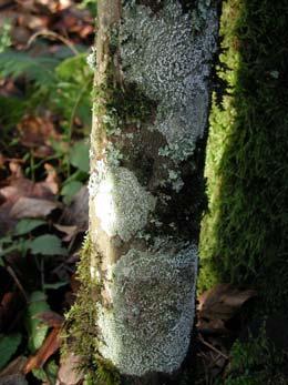Some lichens fix atmospheric
