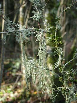 or the PNW books Is This a Lichen
