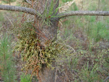 tree, it is not necessarily a lichen