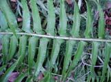 Ferns, Horsetails,