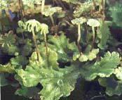 Mosses Liverworts usually inhabit
