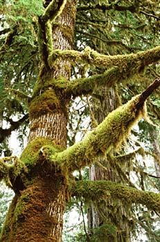 Moss as a problem on trees Moss as a problem in grass Moss in
