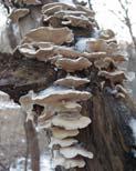 mycelium, no chlorophyll, and fruiting bodies Fungi are