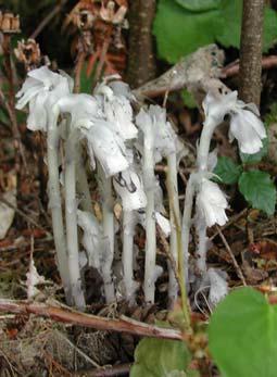 No-Not every plant that lacks chlorophyll is a fungus--this is a woodland flowering plant called Indian pipe Mycorrhizae a special relationship