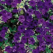 3 or more colors, PETUNIA ONLY