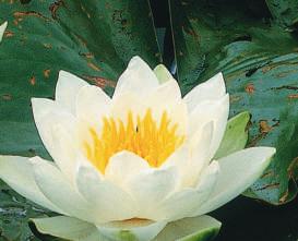 Water lilies, shown below, live in fresh water, and are found in lakes, ponds, and rivers.