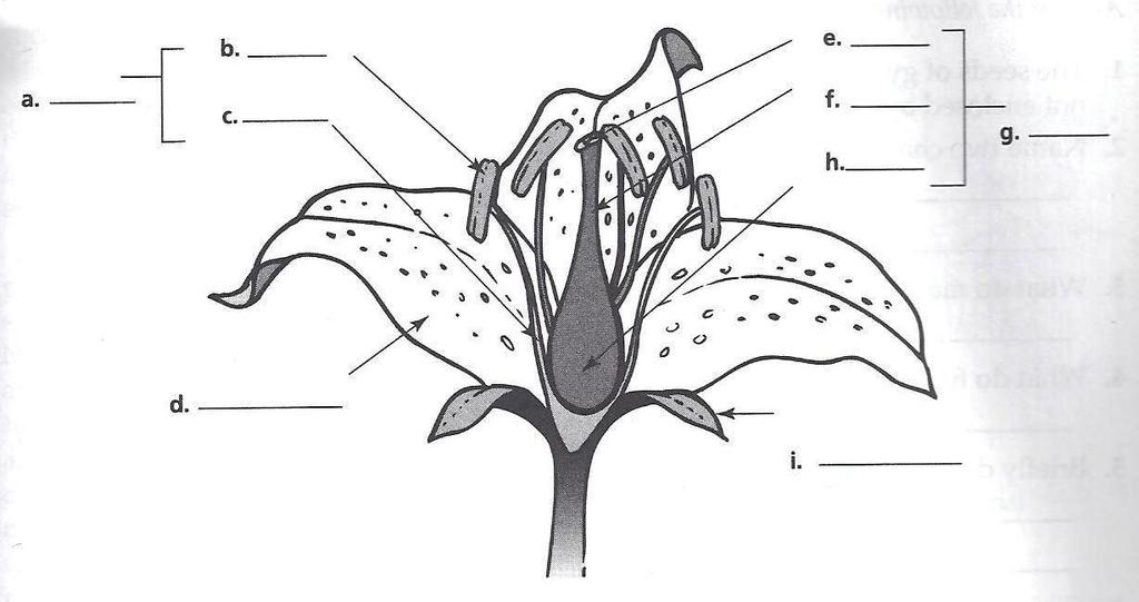 ANGIOSPERM FEATURES Directions: Answer the following questions about angiosperms 1. A plant produces seeds that are enclosed in a fruit is called a(n). 2. List two characteristics of angiosperms. 3.