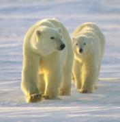 In winter, ice forms over the water. The polar bears go hunting for food in the cozy 25 F weather.