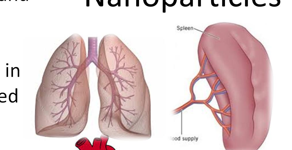Inhaled nanoparticles can deposit in the lungs and then potentially move to other organs such as the brain, the liver, and the
