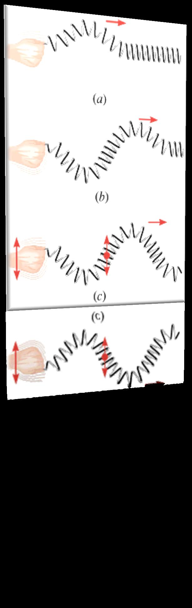 Transverse Waves A transverse wave is one