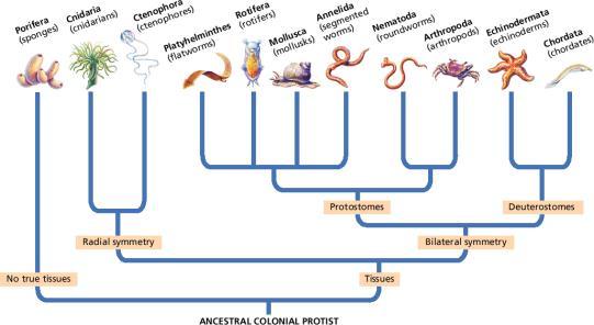 Evolutionary Relationships in the Animal Kingdom Characteristics, continued Heterotrophy Animals are heterotrophic. They obtain complex organic molecules, usually by ingestion.