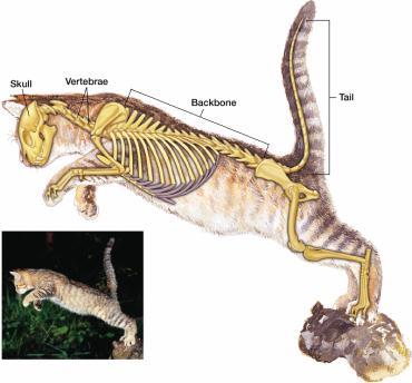 Vertebrate Skeleton Segmentation and Support of the Body Vertebrates segmentation is evident in the ribs and the vertebrae of vertebrates.