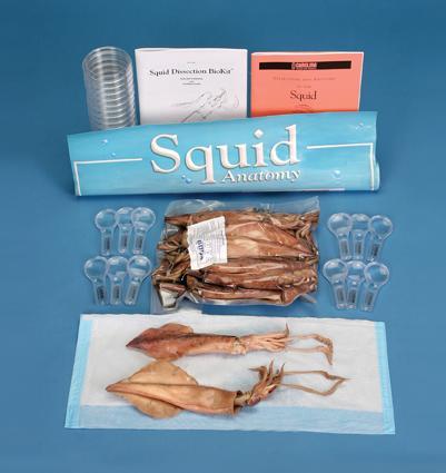 Squid Dissection BioKit 15 double-injected squid 15 hand lenses Petri dishes (for examining dissected tissue) Dissection