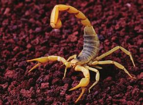 William Dow/CORBIS Figure 24.13 Segmentation enables a scorpion to move its stinger in different directions to attack prey or for defense.