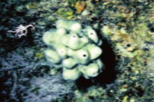 Some sponges even live on and provide camouflage for mollusks, as shown in Figure 24.19. Sponges also are beneficial to humans.