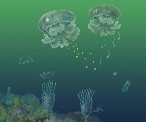 Figure 24.24 Jellyfishes reproduce by alternating sexual and asexual stages of their life cycle. Interactive Figure To see an animation of the reproductive cycle in cnidarians, visit biologygmh.com.