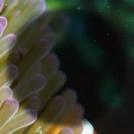 bigger fish prey to anemones.