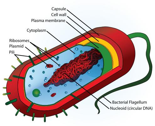 www.ck12.org FIGURE 1.4 Prokaryote flagella Most prokaryotes also have a cell wall. It lies just outside the cell membrane. It makes the cell stronger and more rigid.