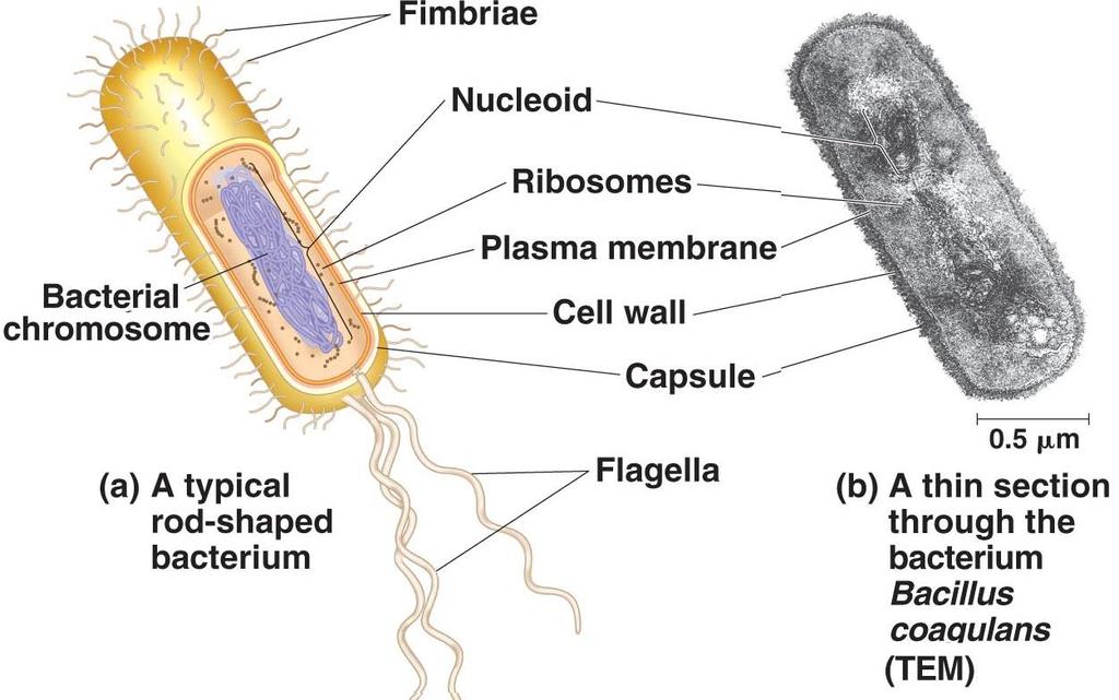 Some prokaryotes have a second layer outside the cell wall.