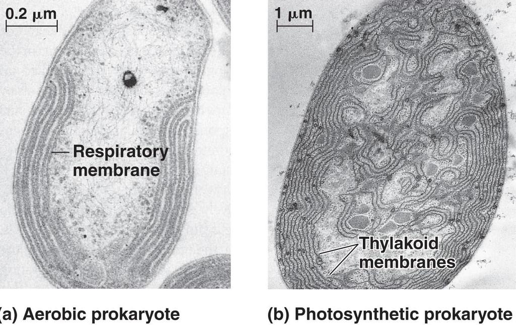 VI. Some prokaryotes have infoldings of the plasma membrane similar to cristae (mitochondria)