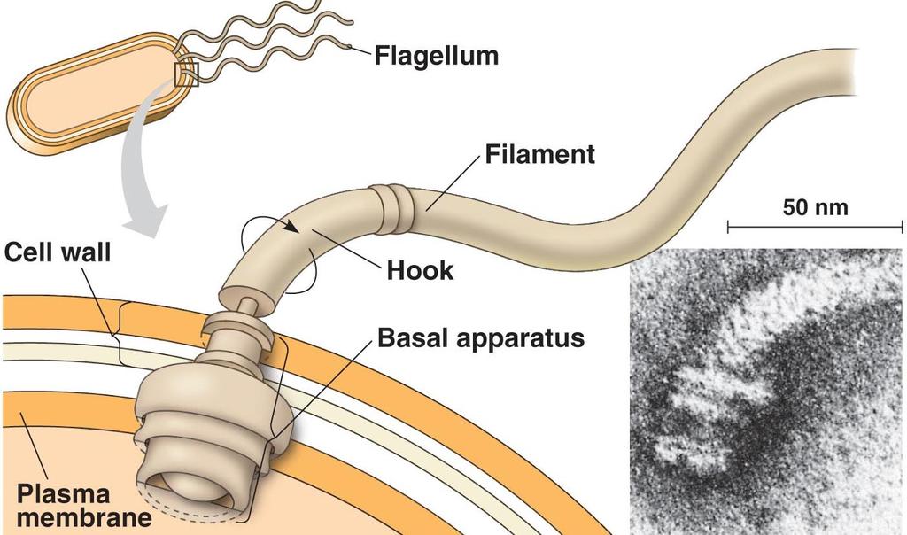 VII. Some prokaryotic cells have flagella. The flagellum is different from eukaryotic cells. It is a solid core of protein (1/10 th width). It is driven by a system of rings in the cell wall.