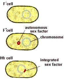 The gene for Hfr is usually at the end of the chromosome,