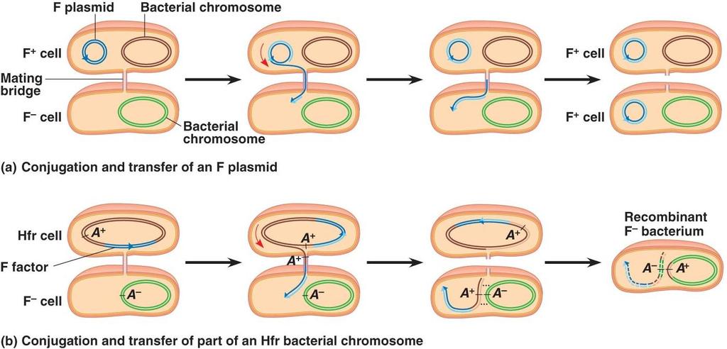 Autonomous plasmids-plasmids that never integrate themselves into the chromosome. They may carry genes that include antibiotic resistance or a virulence factor.