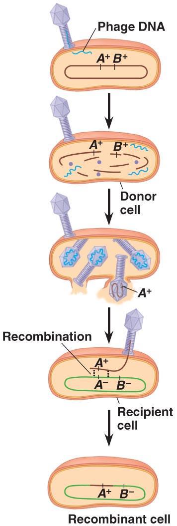 3.Transduction- Bacterial cells