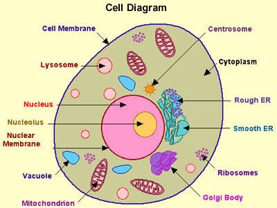 Nucleus Controls and coordinates cell