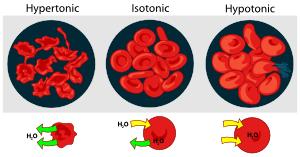 Osmosis Osmosis à diffusion of Isotonic Solution àcells are at ; of water Hypertonic solution à Cell is in a solution that has or other ions in it; water rushes