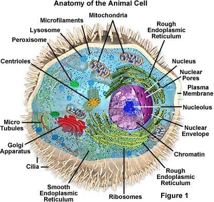 3 Major Parts of the Eukaryotic Cell major parts of cells: Plasma Membrane Controls passage of materials of cell Nuclear Region Controls the Contains