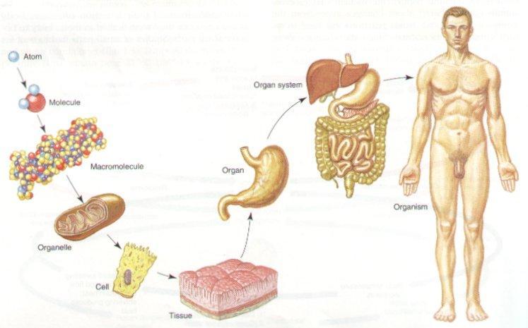 LEVEL OF ORGANISATION OF HUMAN BODY Bioelements Biomolecules