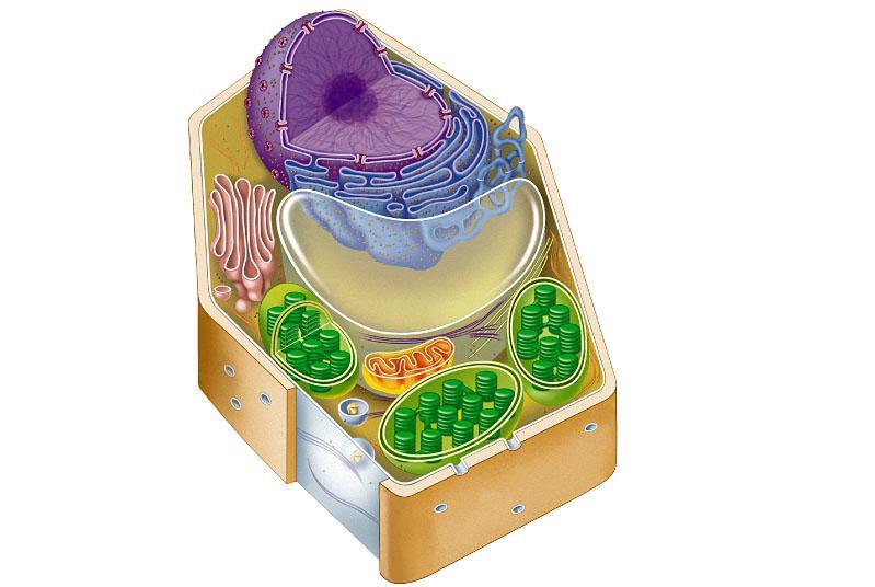 Cell Structure and Function 10 Plant cells A Plant Cell Nucleus Rough endoplasmic Ribosomes reticulum Exist as part of multicellular organisms. Nucleus and organelles membrane bound.