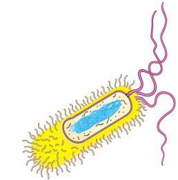 A prokaryotic cell is enclosed by a plasma membrane and is usually encased in a rigid cell wall Pili help cells cling to