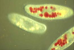 celled eukaryotes e.g.