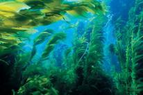 23A Diatoms Green algae Seaweeds are
