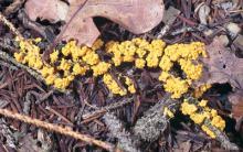 Plasmodial slime molds form brightly colored supercells with many nuclei These slime molds have unicellular stages They also have stages where they exist as