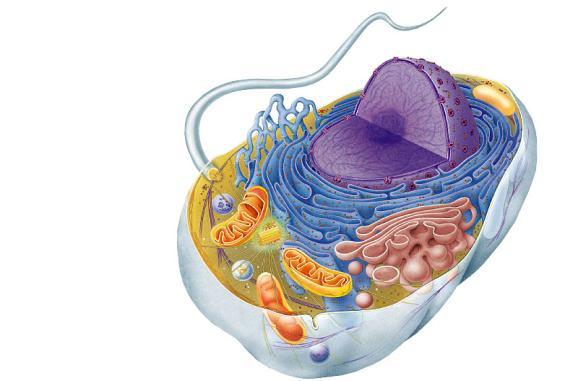 Cell Structure and Function 9 ANIMAL CELLS An animal cell Exist as part of multicellular organisms.