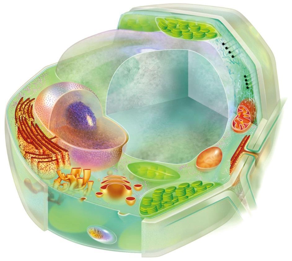 A A prokaryotic cell.