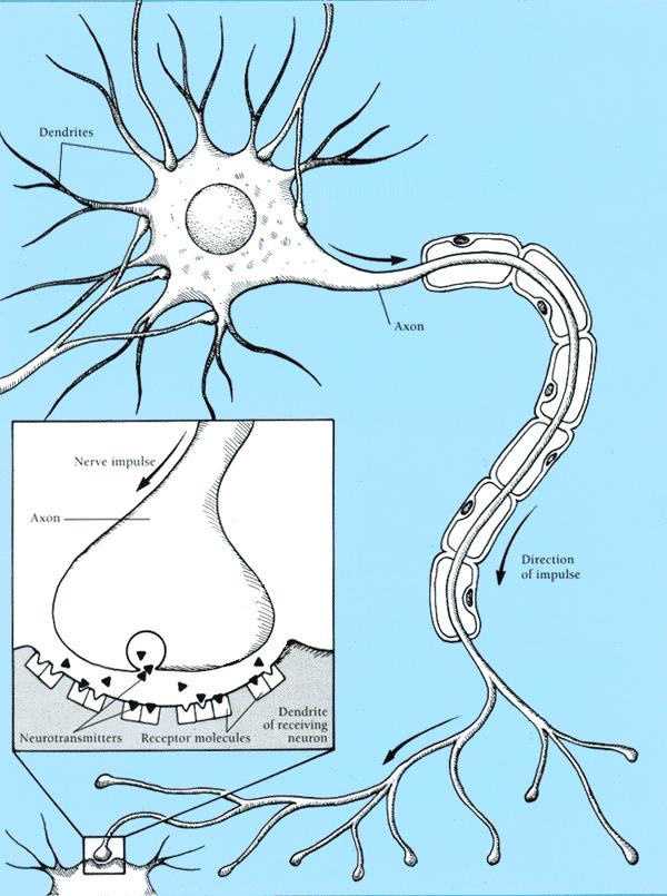Real Neurons Cell structures Cell body Dendrites