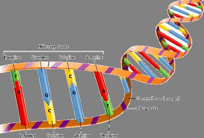 Structure of DNA The