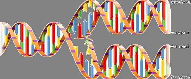 Replication of DNA Because of the way in which